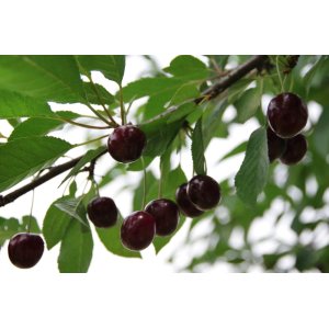 Višňa - čerešňa višňová (Prunus cerasus)  ´DEBRECENI BOTERMO´ - stredne skorá, výška: 130-160 cm, voľnokorenná